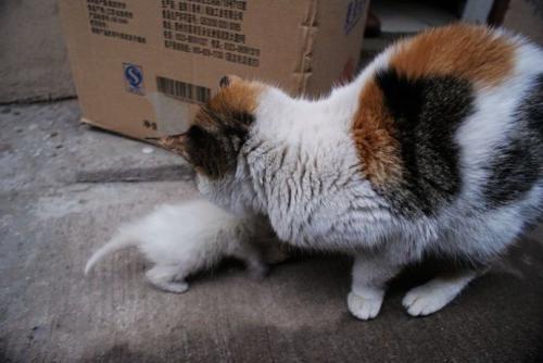 猫多久可以接回家