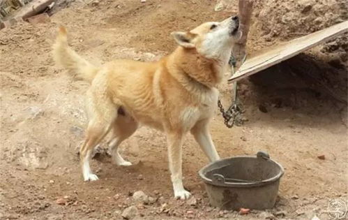 土狗多久可以繁殖