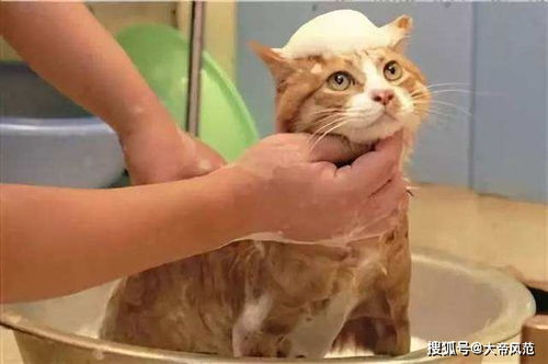 如何训练猫咪洗澡