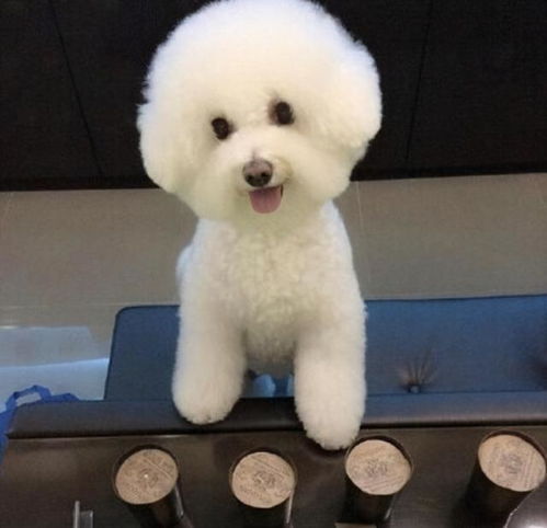 比熊犬不能吃哪些东西
