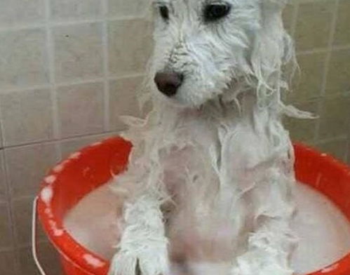 萨摩耶犬如何给它洗澡