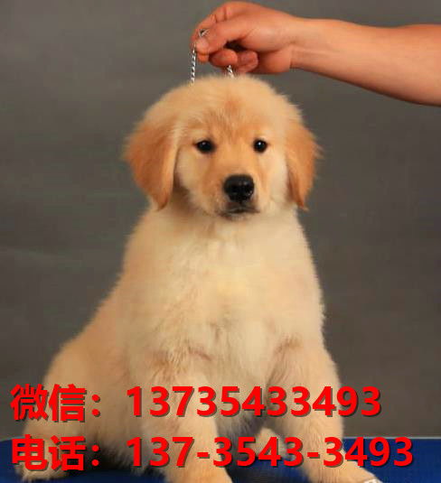 安康哪里能买狗