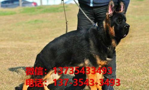 运城地区哪个犬舍有狼青
