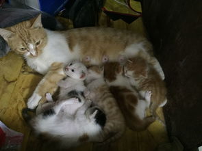 母猫产后多久才进食物