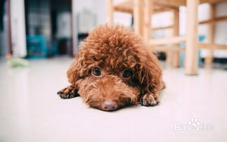 泰迪犬如何训练大小便