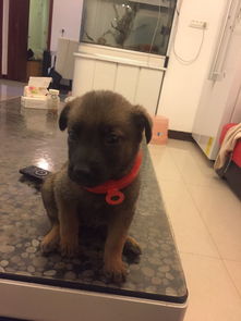 马犬母狗怎么样
