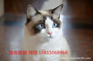 广州布偶猫哪里有卖