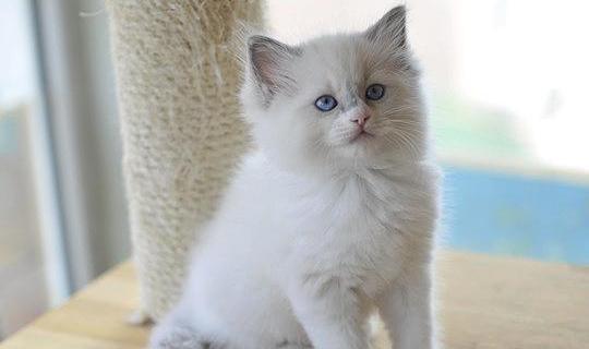布偶猫多久能洗澡