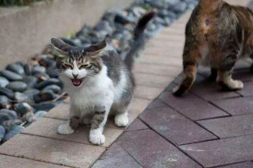 上海哪里流浪猫多