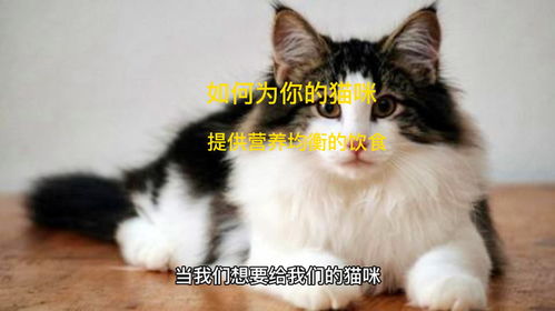 怎么样的小猫是健康的