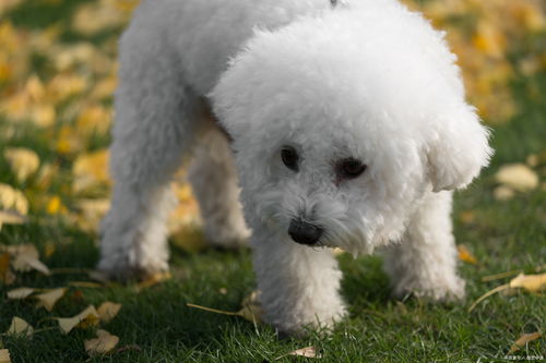 比熊犬多久来例假