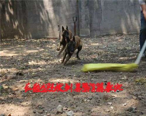 最好的马犬哪里买