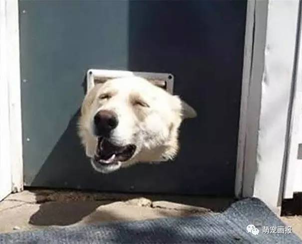 狗狗生完多久不喘