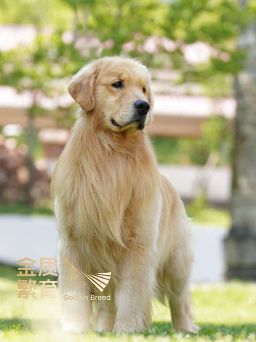 金毛冠军犬有哪些