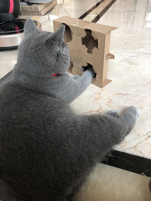 自制猫玩具有哪些
