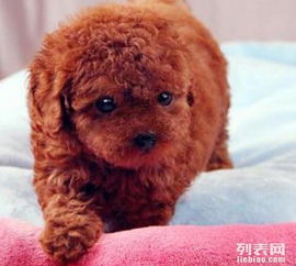 上海哪里买贵宾犬