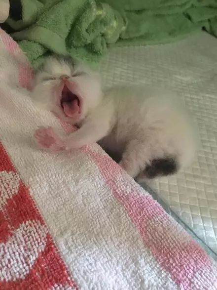 小猫出生没多久死了