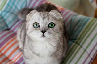 如何鉴别折耳猫