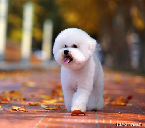 比熊犬多久能出去溜达