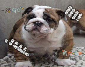 英国法国斗牛犬哪个贵