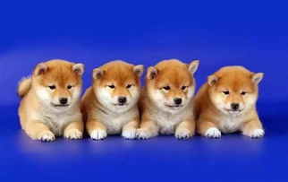 柴犬哪里的品种