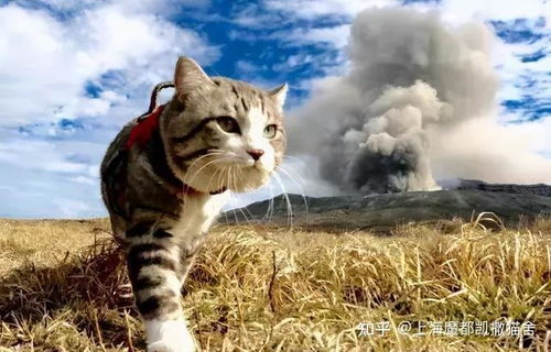 上海哪里能买到猫咪