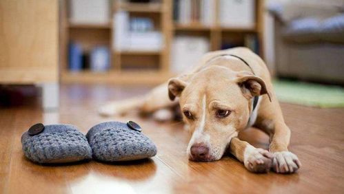 狗狗最久能活多久