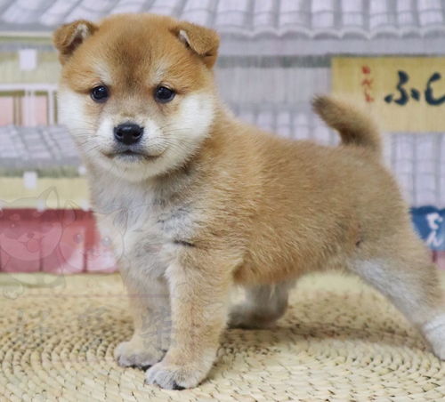 如何识别柴犬