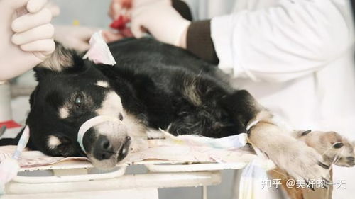 如何测试母狗怀孕