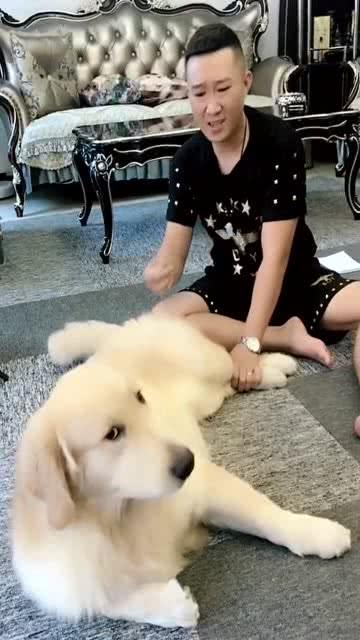 打狗狗的哪里最好