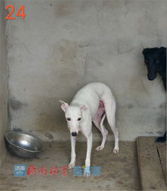 济南在哪里可以领养狗狗