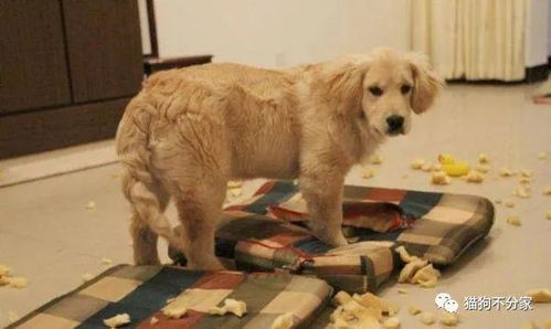 大型犬洗澡要多久
