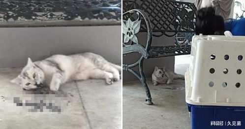 如何防止猫咪坠楼