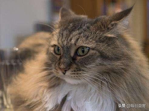 缅因猫性格如何