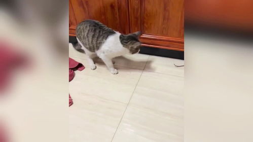如何教猫咪捉老鼠