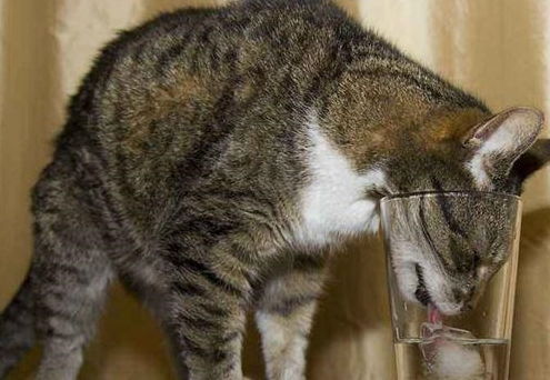 如何让猫多喝水