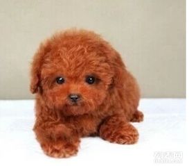 上海哪里卖泰迪犬