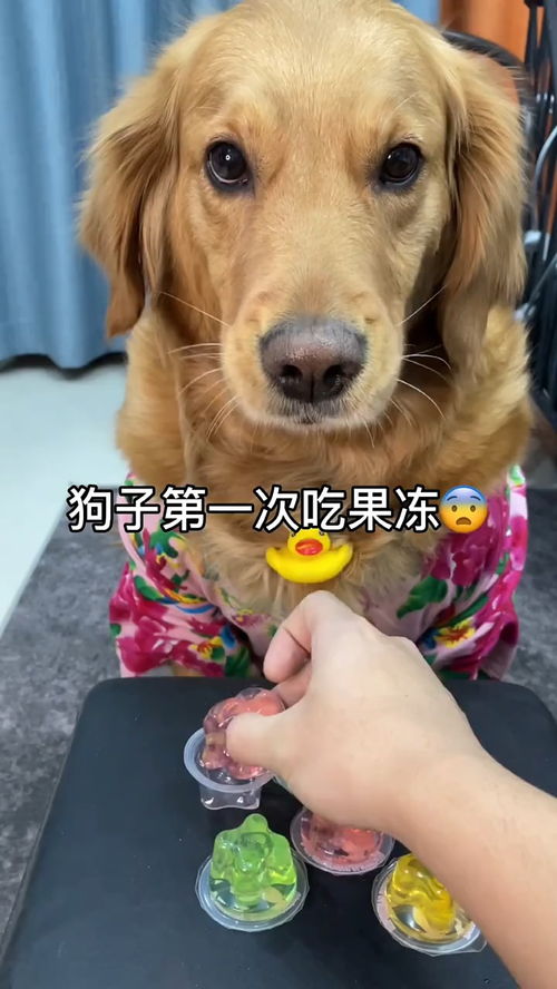 狗能吃果冻吗