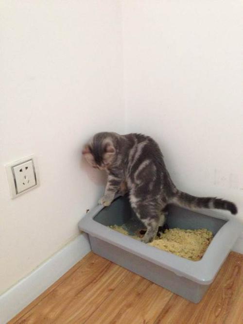 如何让猫咪学会用猫砂