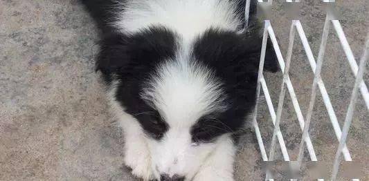 如何分辨边牧犬