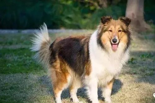 喜乐蒂牧羊犬怎么样