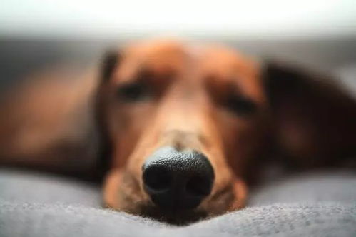 狗怀孕多久生宝宝