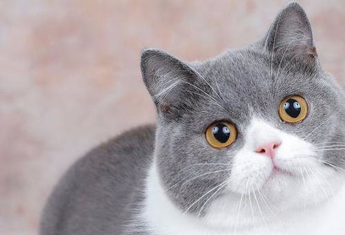 英短猫多久可以长大