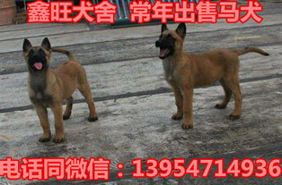 马犬如何销售