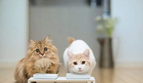 如何判断小猫吃饱了