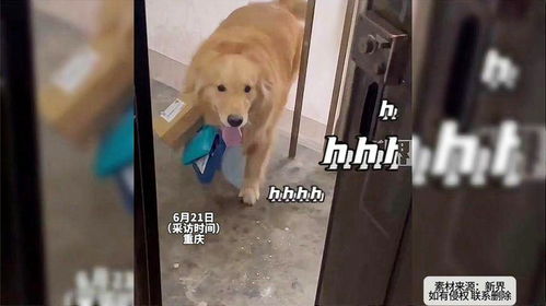 如何托运狗子