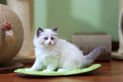 布偶猫如何选