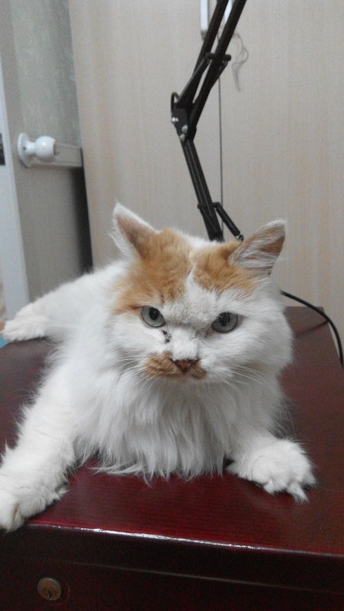 北京哪里猫可以领养