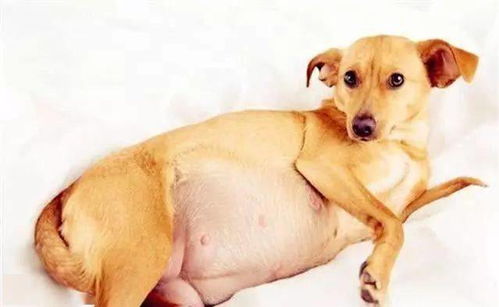 狗狗怀孕如何终止