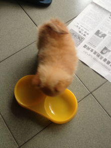 刚买了狗狗多久打针